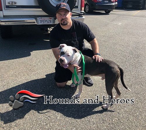 Read more about the article Hounds And Heroes Lifts The Spirits And Morale Of Wounded Veterans Through Rescue Animals
