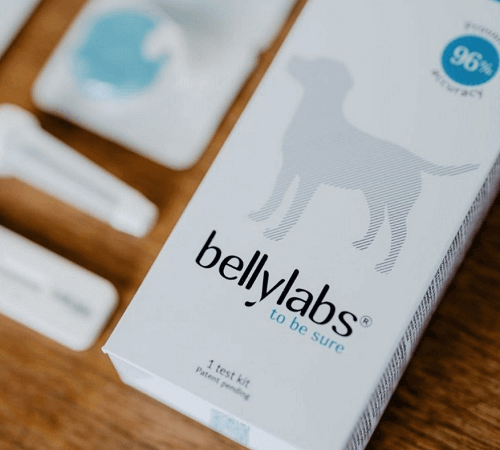 Bellylabs Dog Pregnancy Test Is The First Ever Early Detection Rapid Test For Home Use