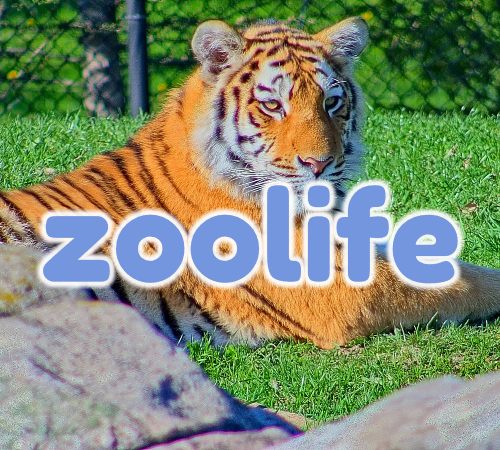 Read more about the article Meet Zoolife – A Live-Streaming Membership To The World’s Top Zoos