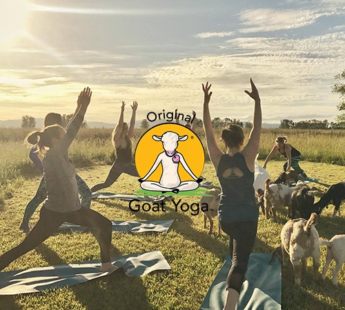 Read more about the article An Interview With Lainey Morse, The Founder At Goat Yoga